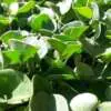 Dichondra repens: Is it invasive? Rsz Dichondra 724549 640 - Garden Express Australia