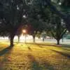 Do Trees Absorb Carbon Dioxide? Rsz Jennifer Birdie Shawker Jz4eyfctcbc Unsplash - Garden Express Australia
