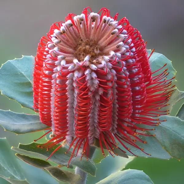 Banksia Scarlet Banksia Banksia Scarlet Banksia