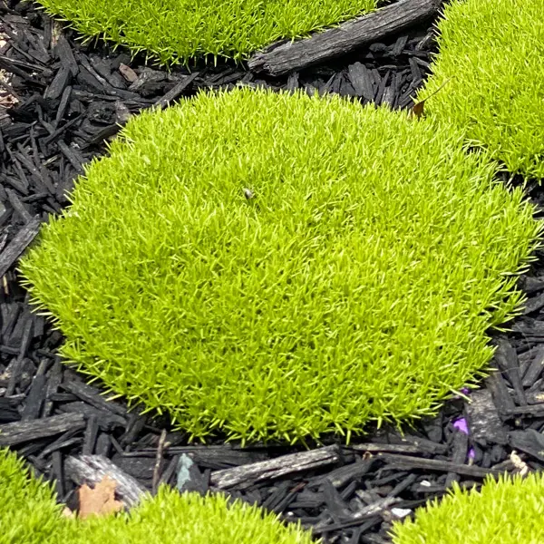 Scleranthus Lime Lava 140mm Scleranthus Lime Lava 140mm