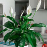 Spathiphyllum Peace Lily- Serenity Pack Spathiphyllum Peace Lily- Serenity Pack