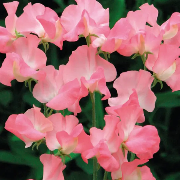 Seed – Sweet Pea Valarie Harrod Seed – Sweet Pea Valarie Harrod