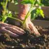 The Power of Gardening Condiments – Fertilisers, Tonics & Soil Improvers Untitled Design 2 - Garden Express Australia