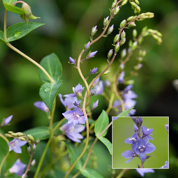 Veronica Diggers Speedwell Veronica Diggers Speedwell