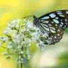 Enviro-friendly Plants That Attract Butterflies Webp Net Resizeimage 1 - Garden Express Australia