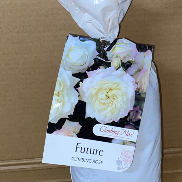 Climbing Rose Future Climbing Rose Future