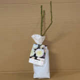 Climbing Rose Future Climbing Rose Future