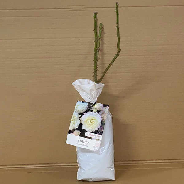 Climbing Rose Future Climbing Rose Future