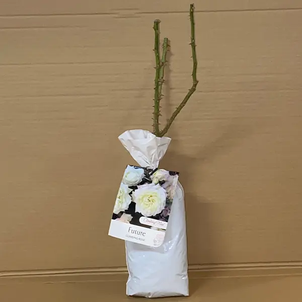 Climbing Rose Future Climbing Rose Future