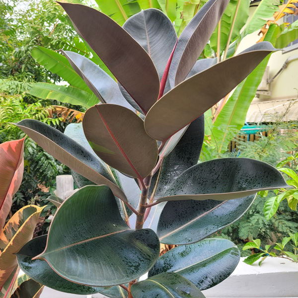 Ficus Burgundy Ficus Burgundy