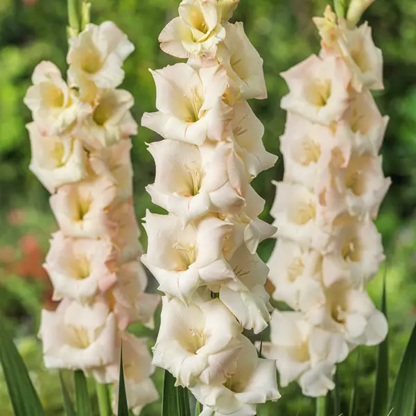 Gladioli Cream Perfection Gladioli Cream Perfection