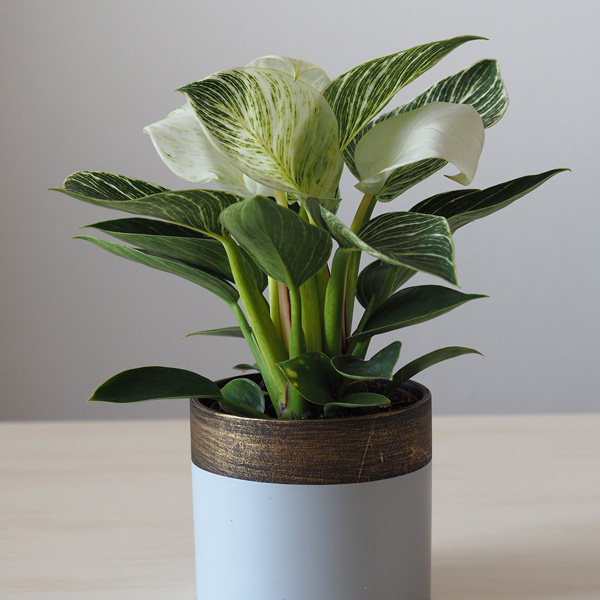 Philodendron Birkin Philodendron Birkin
