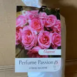 Rose Perfume Passion (Pbr) Rose Perfume Passion (Pbr)