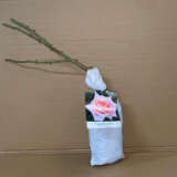 Rose Cinderella Rose Cinderella