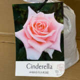 Rose Cinderella Rose Cinderella