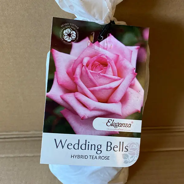 Rose Wedding Bells Rose Wedding Bells