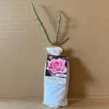 Rose Wedding Bells Rose Wedding Bells