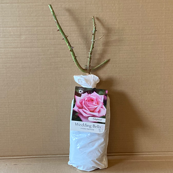 Rose Wedding Bells