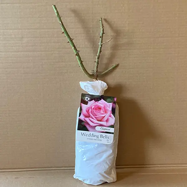 Rose Wedding Bells Rose Wedding Bells