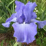 Bearded Iris Full Tide Pkbirfti - Garden Express Australia