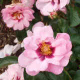 Brindabella Berry Delightful Rosbbdi - Garden Express Australia
