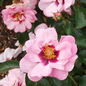 Rose Berry Delightful