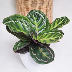 Calathea Illustris Calathea Illustris