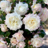 Climbing Rose Future Climbing Rose Future