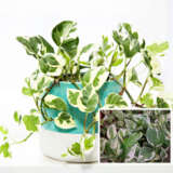 Epipremnum Snow Queen Pplepisqu - Garden Express Australia