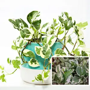 Epipremnum Snow Queen Epipremnum Snow Queen