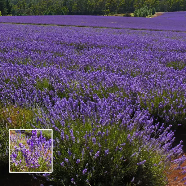 Lavender Bridestowe Jennifer (pbr) Lavender Bridestowe Jennifer (pbr)