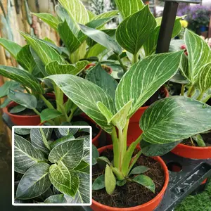 Philodendron Birkin Philodendron Birkin