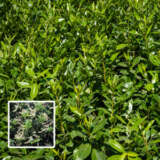 Portuguese Laurel Pplporlau - Garden Express Australia