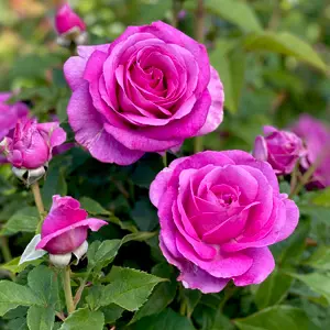 Rose Adorable