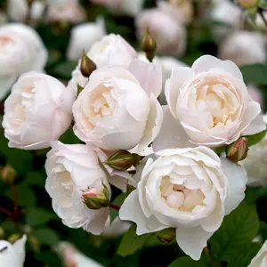David Austin Rose Desdemona (Pbr)