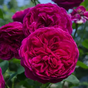 David Austin Rose Falstaff (pbr) David Austin Rose Falstaff (pbr)