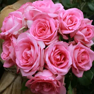 Rose Perfume Passion (Pbr) Rose Perfume Passion (Pbr)