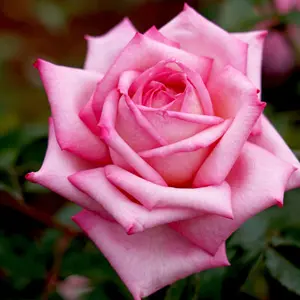 Rose Wedding Bells Rose Wedding Bells