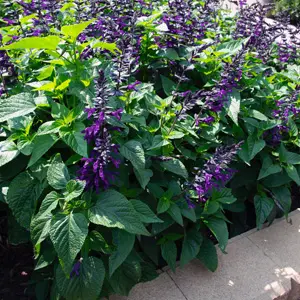 Salvia Purple & Bloom Salvia Purple & Bloom