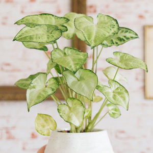 Syngonium White Butterfly Syngonium White Butterfly