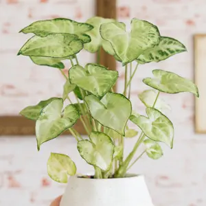 Syngonium White Butterfly Syngonium White Butterfly