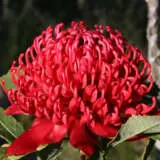 Telopea Speciosissima Braidwood Brilliant - Garden Express Australia