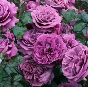 Rose Transplant Australias Thank You Rose Rose Transplant Australias Thank You Rose