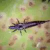 Thrips on Roses Thrips On Roses