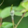 Powdery Mildew on Roses Powdery Mildew On Roses (qc Done)