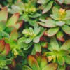 Frost Tolerant Succulents 13 - Garden Express Australia