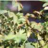 Common Rose Leaf Problems Common Rose Leaf Problems