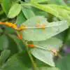 Rose Rust rust on rose leaf