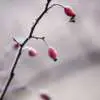 Frost Tolerant Plants 3 - Garden Express Australia
