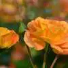 White Scale on Roses 6 1 - Garden Express Australia